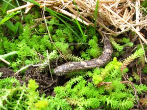 Milk Snake, by Michelle Sharp