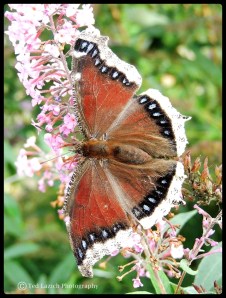 Mourning Cloak