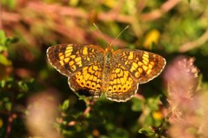 Pearl Crescent, by Ron Rowan