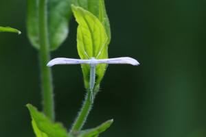 Plume Moth, by Michelle Sharp