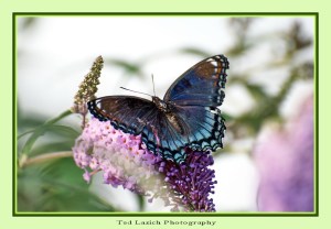 Red-spotted Purple