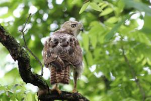 Red-tailed Hawk (imm), by Michelle Sharp