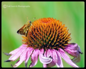 Silver-spotted Skipper