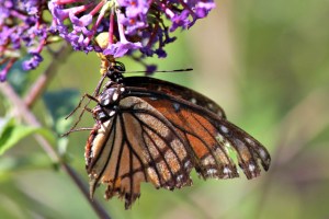 Crab Spider eating a Viceroy, by Michelle Sharp