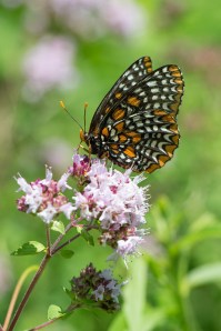 Baltimore Checkerspot, by Mike Veltri