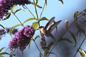 Hummingbird, by Michelle Sharp