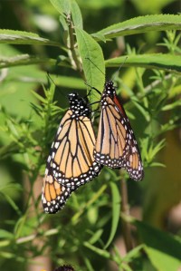Monarchs Mating, by Michelle Sharp