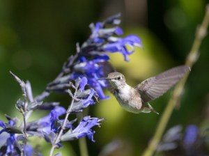 Ruby-throated Hummingbird, by Doug Welch