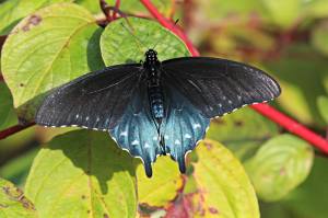 Pipe Vine Swallowtail, by Michelle Sharp