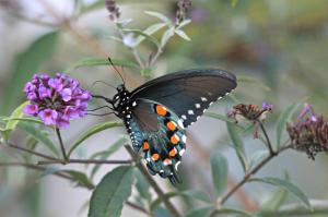 Pipe Vine Swallowtail, by Michelle Sharp
