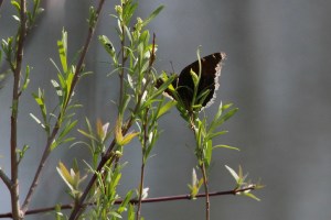 Mourning Cloak, May 6 2014, by Michelle Sharpe