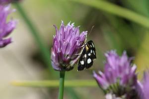 8 Spotted Forester Moth, May 31 2014, by Michelle Sharp