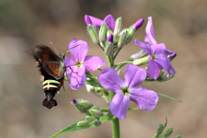 Amphion floridensis, Nessus Sphinx, May 27 2014, by Michelle Sharp