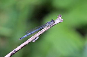 Eastern Forktail, June 2 2014, by Michelle Sharp