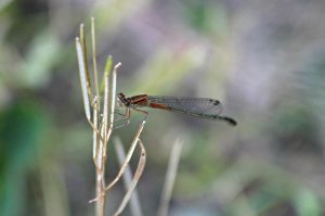 Young Eastern Forktail, June 2 2014, by Michelle Sharp