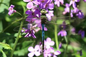 Green Darner, June 1 2014, by Michelle Sharp