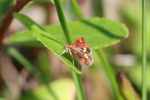 Mint Moth, May 25 2014, by Michelle Sharp