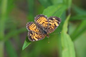 Pearl Crescent, May 30 2014, by Michelle Sharp