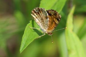 Pearl Crescent, May 30 2014, by Michelle Sharp