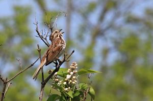 Song Sparrow, May 29 2014, by Michelle sharp