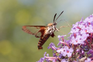 Hummingbird Clearwing Moth July 31, 2015 Photo by Doug Welch