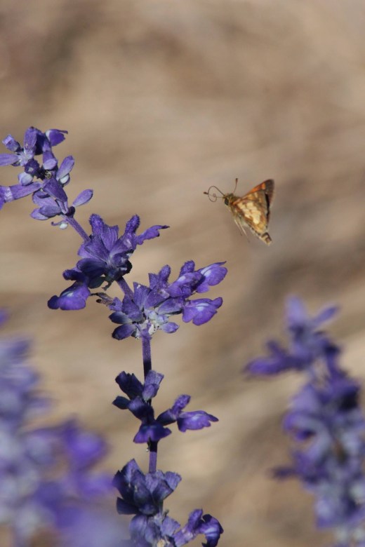 31aug_pecks-skipper1