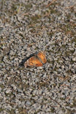 American Painted Lady on path June 10, 2015 Photo by Michelle Sharp