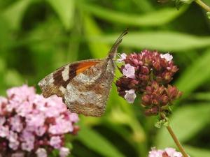 American Snout July 20, 2015 Photo by Bonnie Kinder