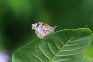 American Snout Resting on Milkweed Leaf July 20, 2015 Photo by Michelle Sharp