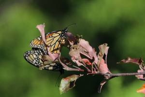 Mating Monarchs August 12, 2015 Photo by Michelle Sharp