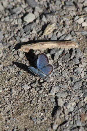 Eastern Tailed Blue on Path August 12, 2015 Photo by Michelle Sharp
