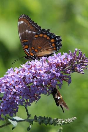 Red Spotted Purple & Silver Spotted Skipper on Buddleia August 15, 2015 Photo by Michelle Sharp
