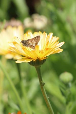Peck’s Skipper on English Marigold August 15, 2015 Photo by Michelle Sharp