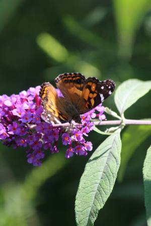 American Lady on Buddleia August 16, 2015 Photo by Michelle Sharp