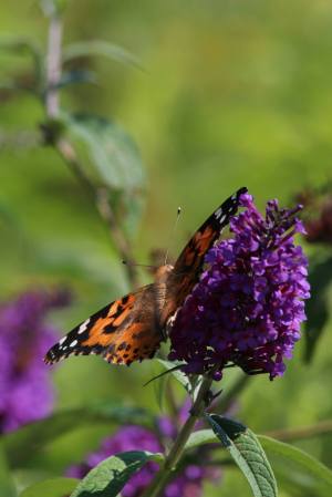 Painted Lady on Buddleia August 16, 2015 Photo by Michelle Sharp