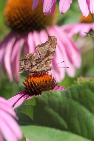 Comma August 1, 2016 Photo by Michelle Sharp