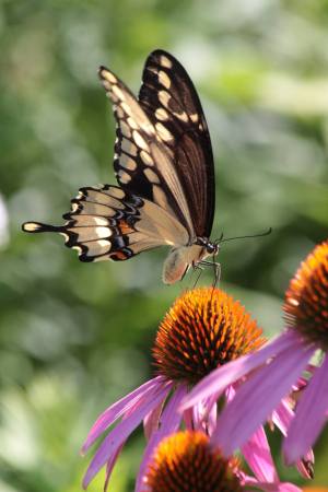 Giant Swallowtail August 1, 2016 Photo by Michelle Sharp