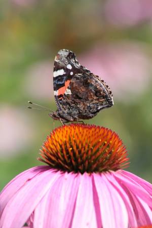 Red Admiral August 1, 2016 Photo by Michelle Sharp