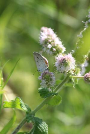 Eastern Tailed Blue on Mint August 20, 2015 Photo by Michelle Sharp