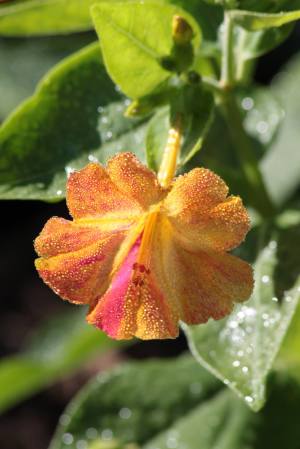 Four O’ Clock Flower August 22, 2015 Photo by Michelle Sharp