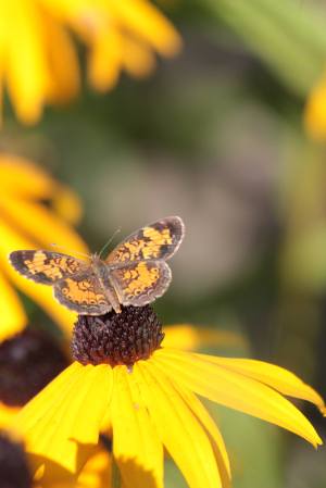 Pearl Crescent on Black Eyed Susan August 23, 2015 Photo by Michelle Sharp