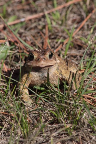 aug27_toad