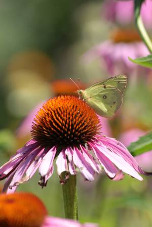 Clouded Sulphur on Coneflower August 2, 2015 Photo by Michelle Sharp