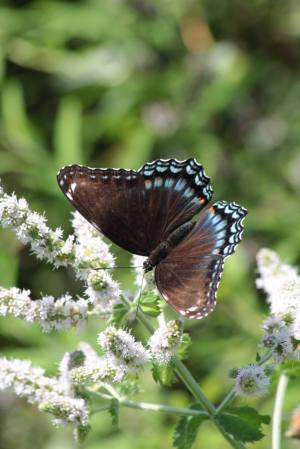 Red Spotted Purple on Mint August 3, 2015 Photo by Michelle Sharp