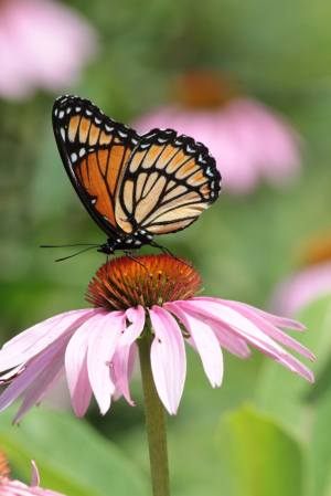 Viceroy on Coneflower August 3, 2015 Photo by Michelle Sharp