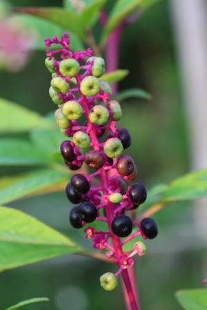 Pokeweed August 17, 2015 Photo by Michelle Sharp