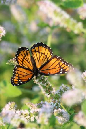 Viceroy on Mint August 17, 2015 Photo by Michelle Sharp