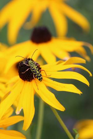 Locust Borer on Black Eyed Susan August 19, 2015 Photo by Michelle Sharp