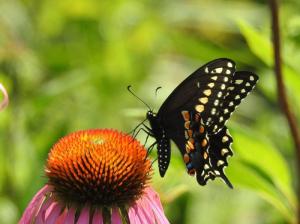 Black Swallowtail July 11, 2015 Photo by Bonnie Kinder