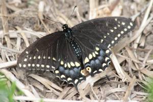 Black Swallowtail on Straw June 21, 2015 Photo by Michelle Sharp